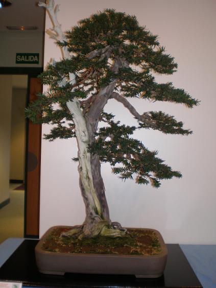 XXV Exposicion del Club Bonsai Madrid - Pgina 3 P9280314