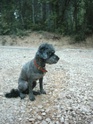 Disparu à Alès (30) : petit chien gris/noir Caniche croisé Bichon Can_as11