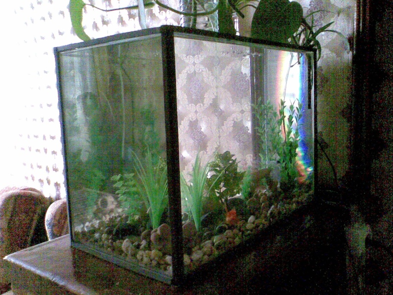 Coût total d'un petit aquarium ? Photo410