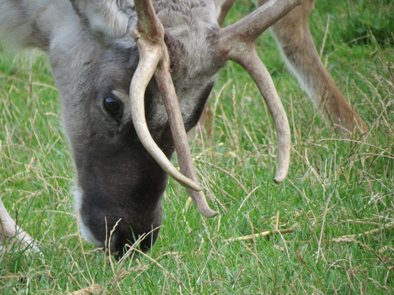 Dandy the Reindeer Kian_335