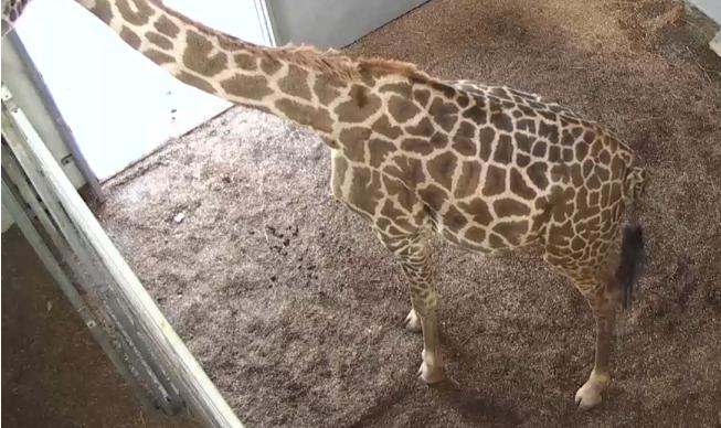 Giraffe Cam - Page 4 Mwsna117