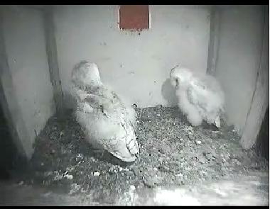 Barn Owl Cam - Page 3 Mwsnap35