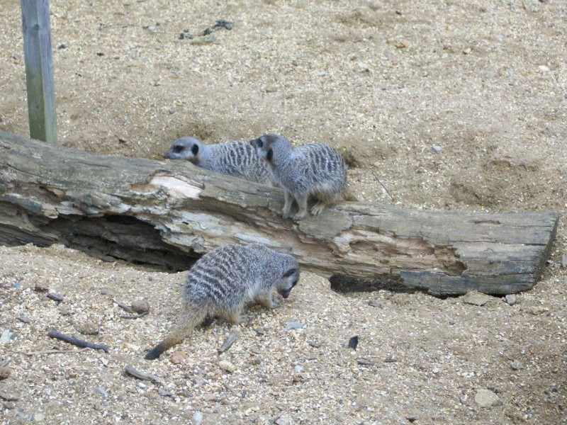 MEERKATS Pictur12