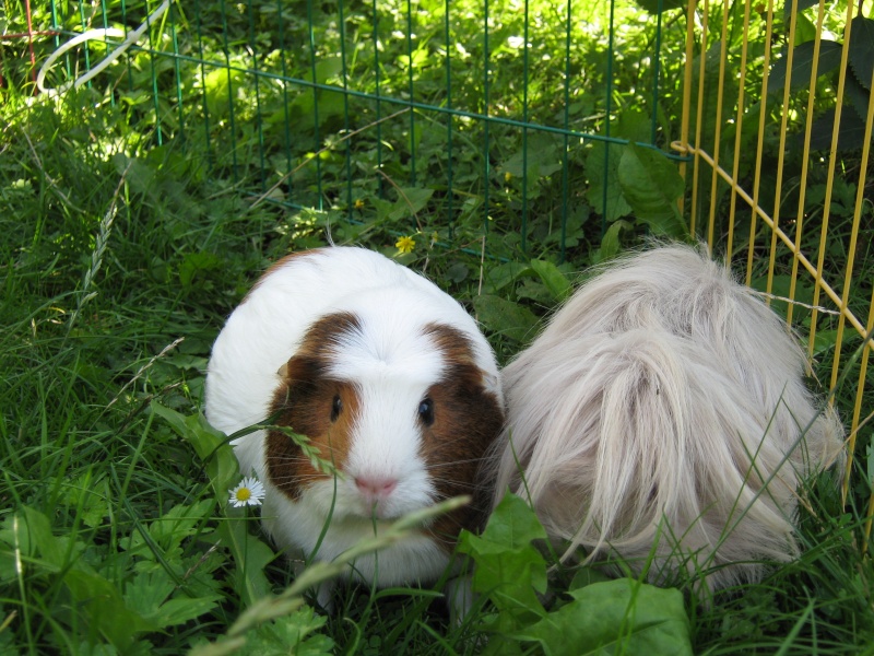 Mes fifilles au parc :) Img_2735