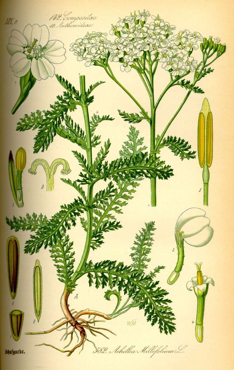 الألفية ........ Yarrow............ Achillea millefolium  Illust10