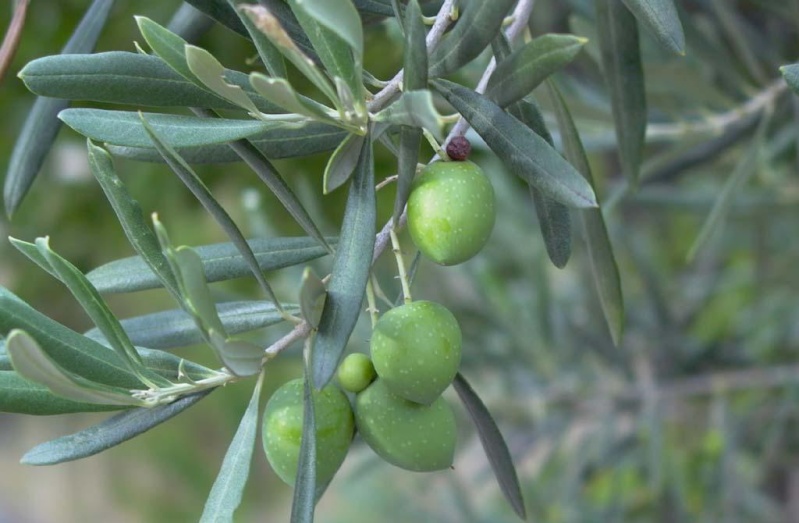 أوراق الزيتون  ... Olive Leaf  ... Olea europa  Olivo_10