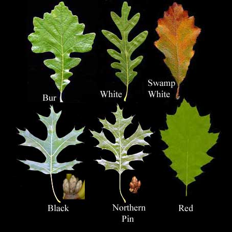 البلوط ...........Oak.............Quercus spp ........ Quercu10