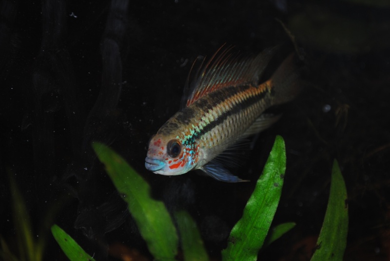 Mon 80L Spécifique Apistogramma eremnopyge F0 Eremno10