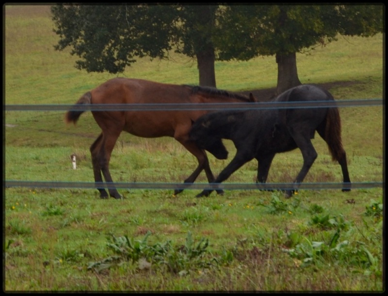 Domaine Amlalad, Berkan est vendu. - Page 15 07_10_15