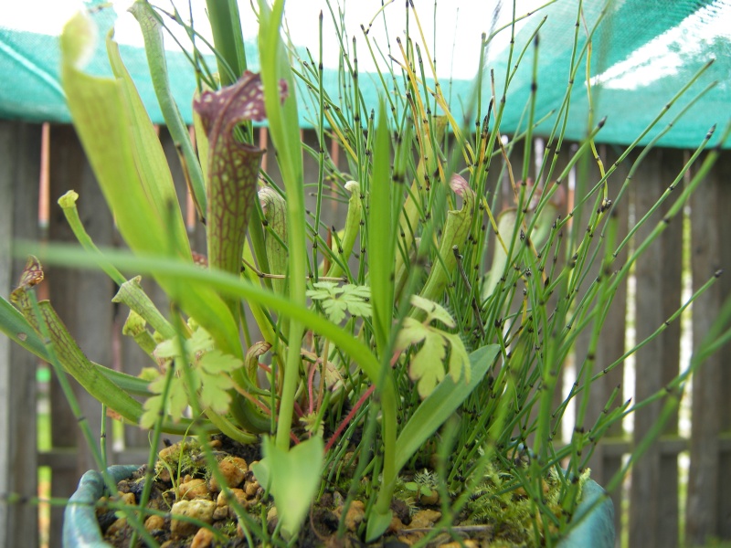 accent with Habenaria radiata August11