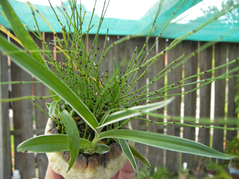 accent with Habenaria radiata August13