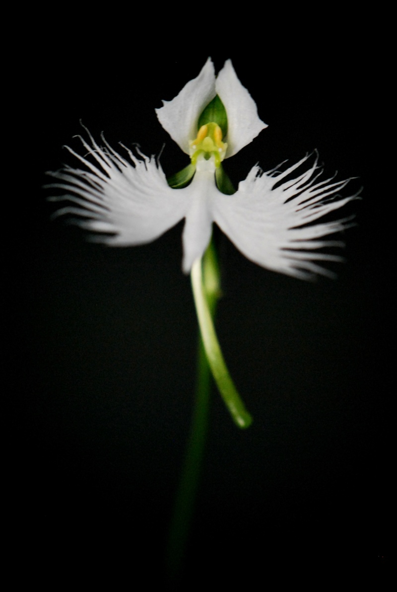 Our Japanese White Egret Orchid in flower Dsc_0011