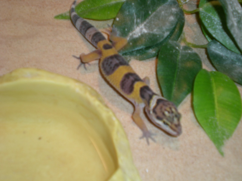 mes geckos léopard Dscn0610