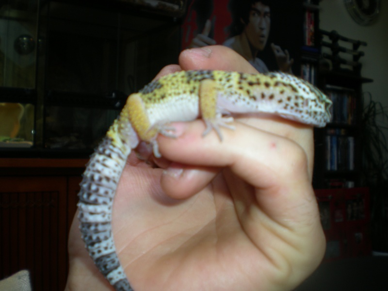 mes geckos léopard Dscn0810