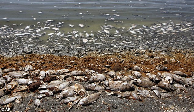 Des millions de poissons morts retrouvés à Los Angeles 00114311