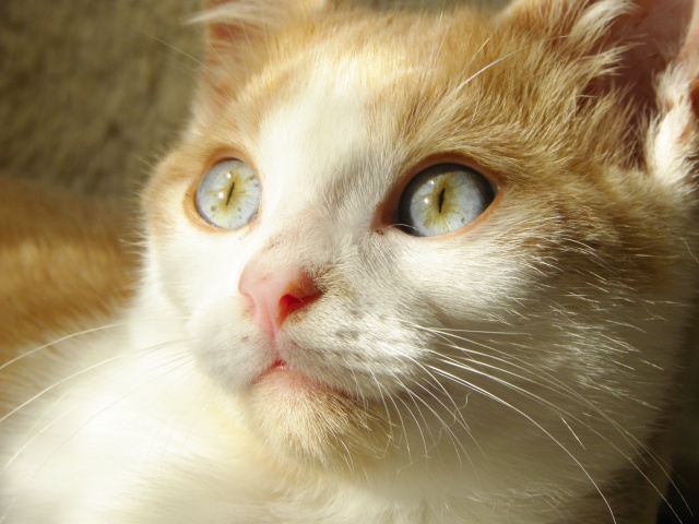 Marino chaton 2 mois à adopter 1011