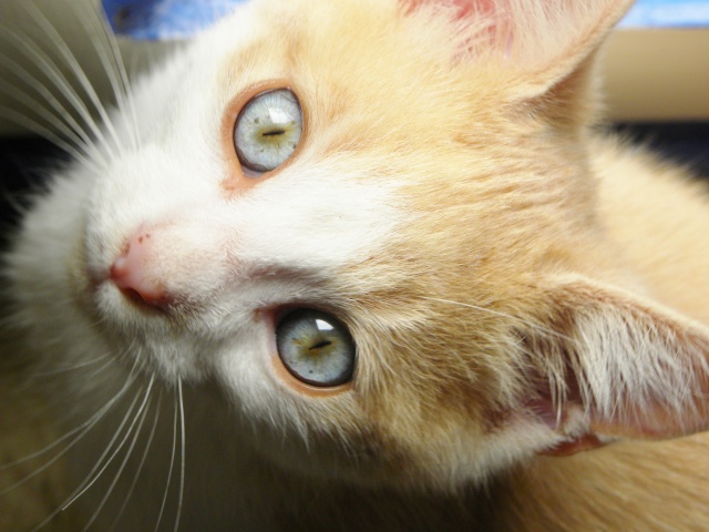 Marino chaton 2 mois à adopter 6011