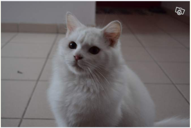 Trouvé chat angora blanc à Bruay Z11