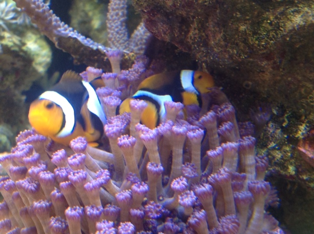 Quel corail de substitution pour un couple de poissons-clowns ? Photo11