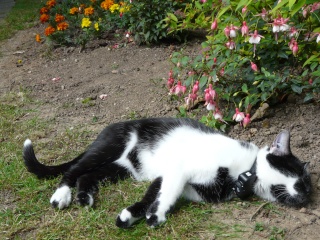 Eomer chaton noir et blanc d'un mois  et demi au 22 juin 2009 - Page 3 Eomer210