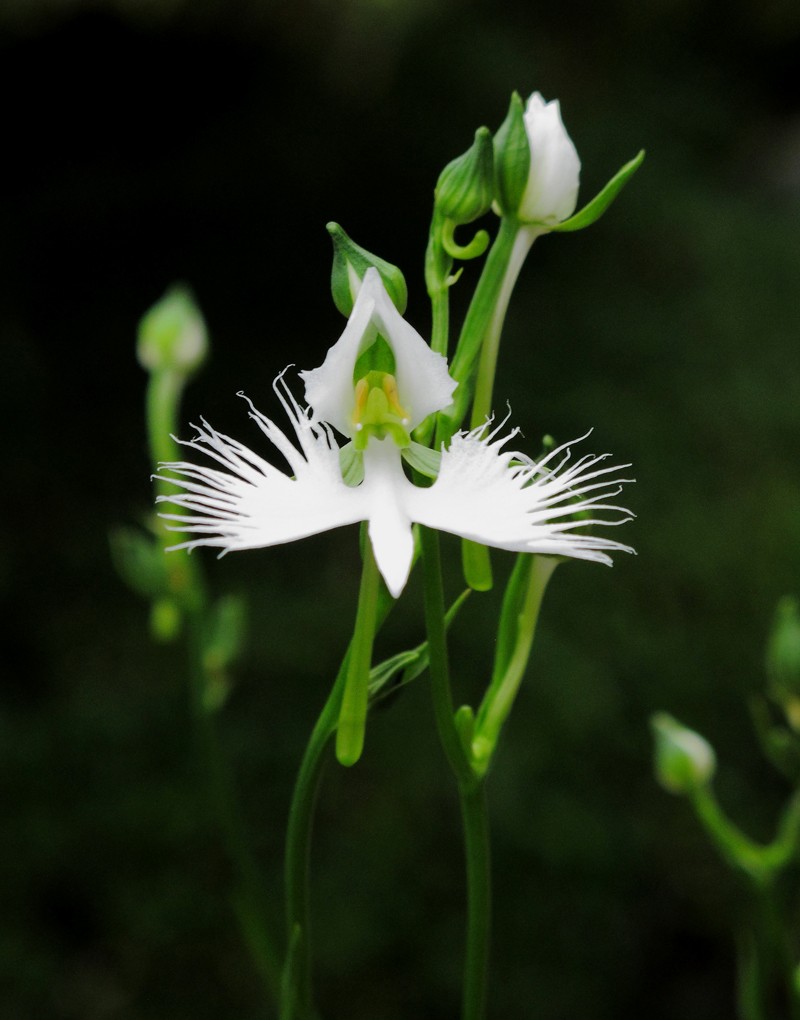 Our Japanese White Egret Orchid in flower Egret_13