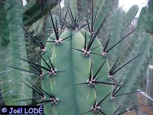 Cereus forbesii Cereus10