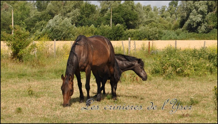 URGENT - Belle - 14 ans - Cheval de Selle (59)[RESERVEE] Belle10