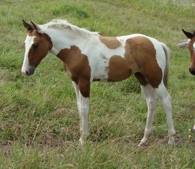 All of our foals have arrived for 2010!  Cookie11