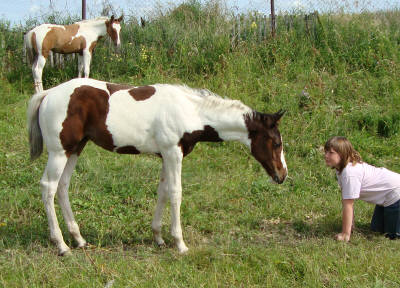 All of our foals have arrived for 2010!  Diva_a12