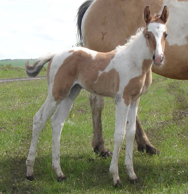 All of our foals have arrived for 2010!  Filly_11