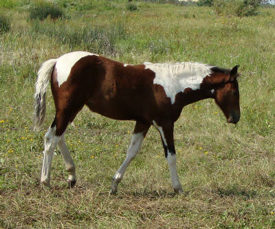 All of our foals have arrived for 2010!  Reign11