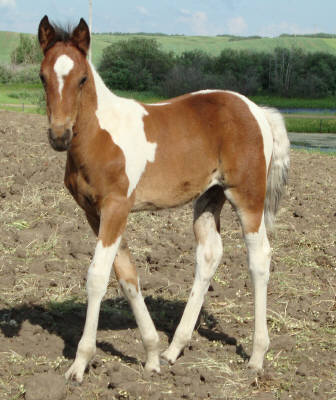 All of our foals have arrived for 2010!  Reign_11