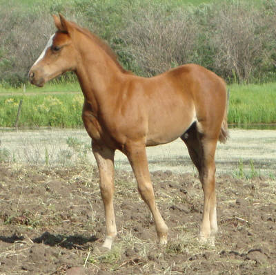 All of our foals have arrived for 2010!  Whiske12