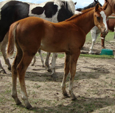 All of our foals have arrived for 2010!  Whisky12