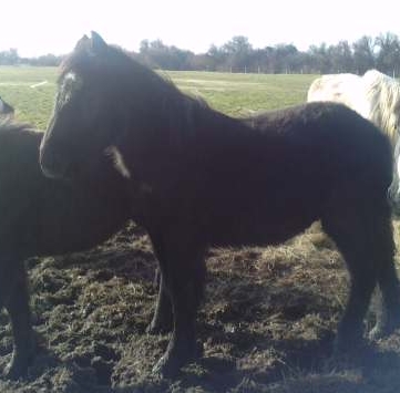 Dpt 33 - Archie - mâle X percheron - 350 euros - Réservé !  Archie11