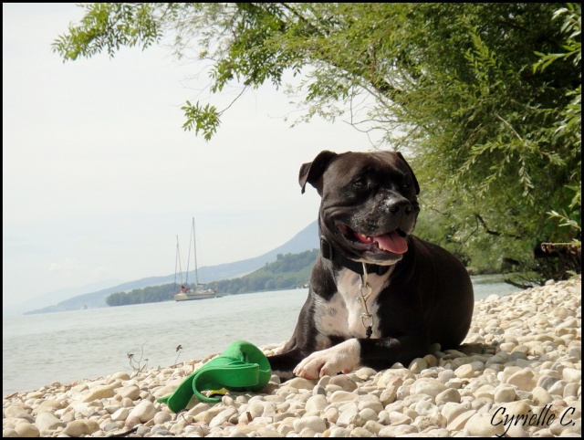 Aston - Amstaff de 3ans (25) - Page 2 Dsc06113