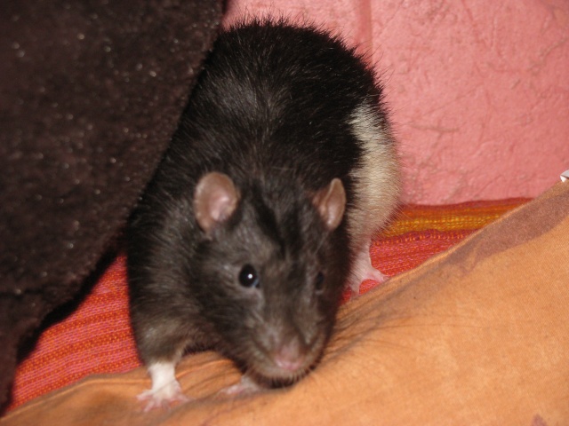 Loki rat mâle de 6mois Img_1617