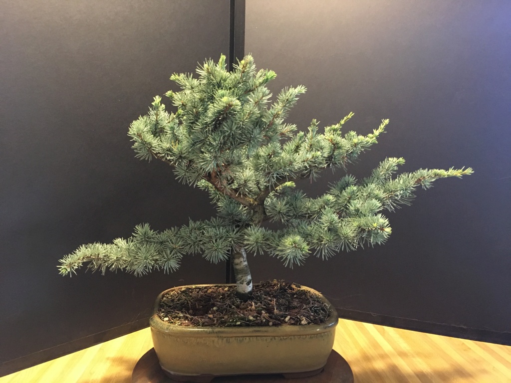 Blue Atlas Cedars - Cedrus atlantica 'glauca' 2019no10