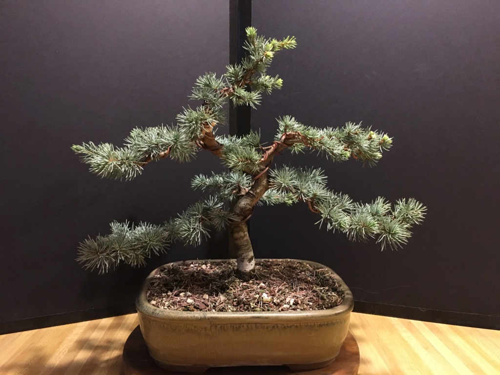 Blue Atlas Cedars - Cedrus atlantica 'glauca' 2019no11