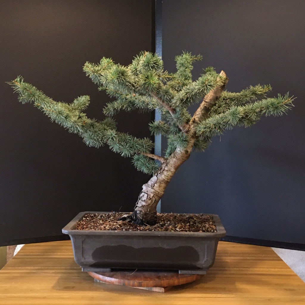 Blue Atlas Cedars - Cedrus atlantica 'glauca' 2019no12