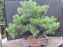 Scots Pine - Pinus Sylvestris 2020au10