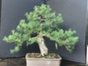 Scots Pine - Pinus Sylvestris 2020au11