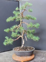 Scots Pine - Pinus Sylvestris 2020au12