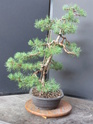 Scots Pine - Pinus Sylvestris 2020au13