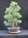 Scots Pine - Pinus Sylvestris 2020ju10