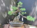 Scots Pine - Pinus Sylvestris 2020ju11