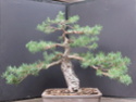 Scots Pine - Pinus Sylvestris 2020se10