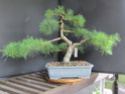 Scots Pine - Pinus Sylvestris 33-20210