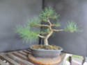 Scots Pine - Pinus Sylvestris 34-20210