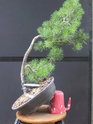 Scots Pine - Pinus Sylvestris 48-20210